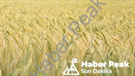 İşaretlerin Anlamı