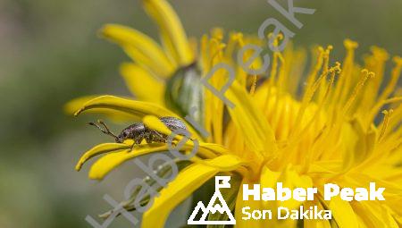 Entomoloji: Böceklerin gizemli dünyasına doğru bir yolculuk