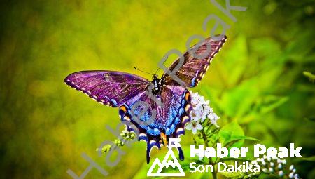 Tırtılın mucizevi dönüşümü: Kelebeğin doğuşu