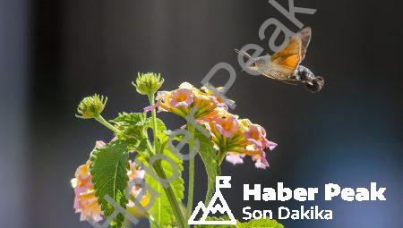 Böcekler neden insanlar için bu kadar önemli?