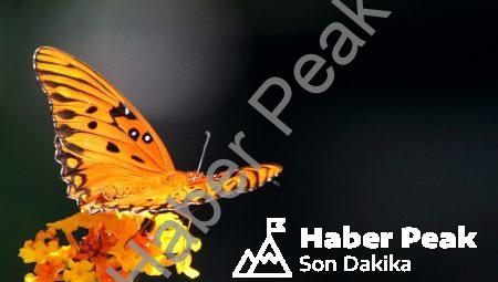 Doğanın Sırları Aralanıyor