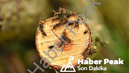 Böceklerde Tuhaf Ama Gerçek Davranışlar