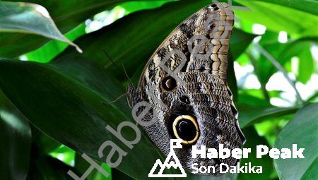 Ekolojik Desenler: İnsanların Doğal Alanlara Olan Etkileri Nelerdir?