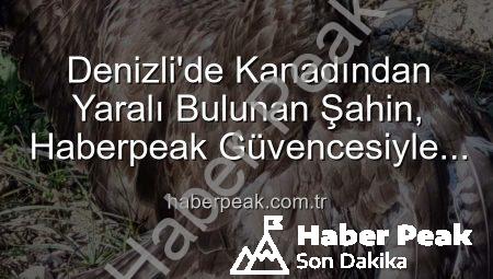Denizli’de Kanadından Yaralı Bulunan Şahin, Haberpeak Güvencesiyle Tedavi Altında