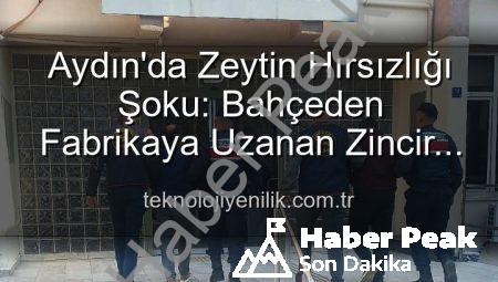 Aydın’da Zeytin Hırsızlığı Şoku: Bahçeden Çalınan Ürünler Fabrikada Yakalandı!
