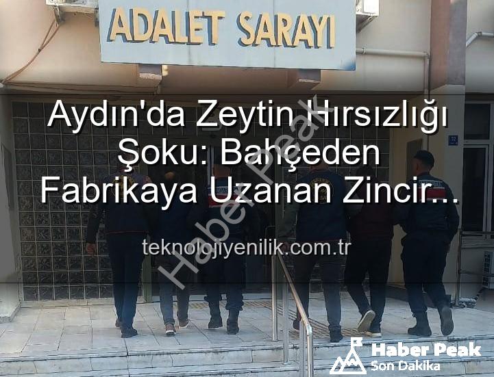 zeytin hırsızlığı - Aydın'da Zeytin Hırsızlığı Şoku: Bahçeden Çalınan Ürünler Fabrikada Yakalandı!