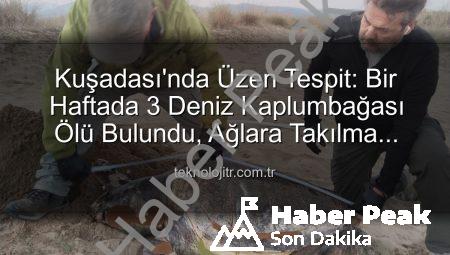 Kuşadası Kıyılarında Endişe Veren Durum: Bir Haftada 3 Deniz Kaplumbağası Ölü Bulundu