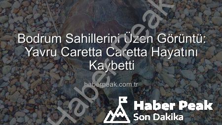 Bodrum Sahillerini Üzen Görüntü: Yavru Caretta Caretta Hayatını Kaybetti