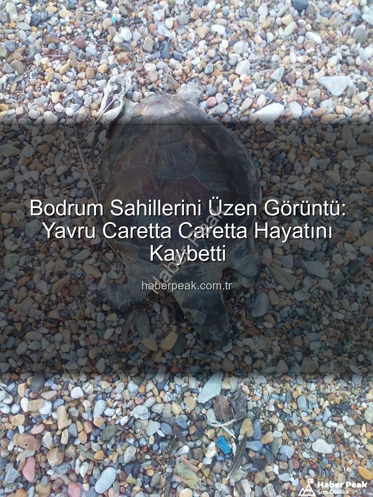 yavru caretta caretta - Bodrum Sahillerini Üzen Görüntü: Yavru Caretta Caretta Hayatını Kaybetti
