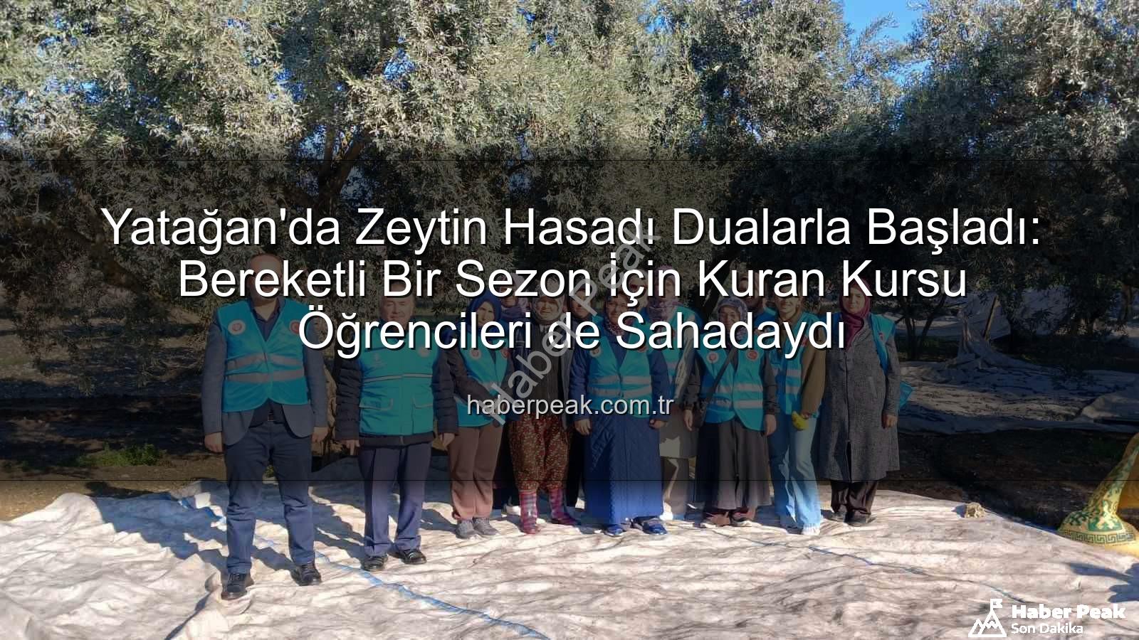 Yatağan zeytin hasadı - Yatağan'da Zeytin Hasadı Dualarla Başladı: Bereketli Bir Sezon İçin Kuran Kursu Öğrencileri de Sahadaydı