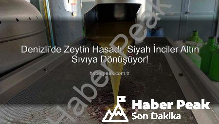 Denizli’de Zeytin Hasadı: Siyah İnciler Altın Sıvıya Dönüşüyor!