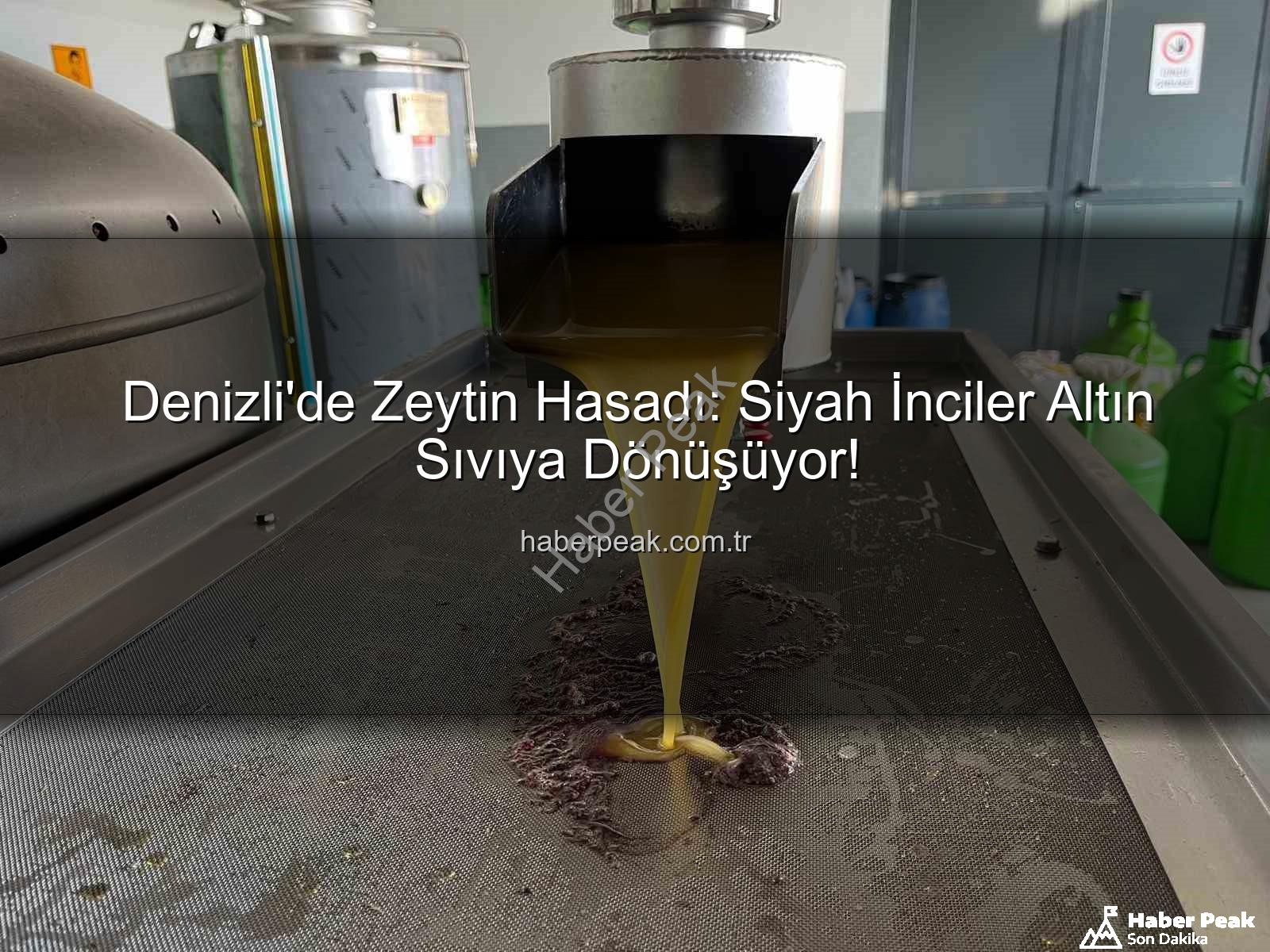 zeytin hasadı - Denizli'de Zeytin Hasadı: Siyah İnciler Altın Sıvıya Dönüşüyor!