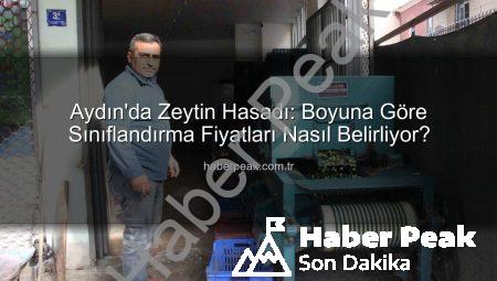 Aydın’da Zeytin Hasadı: Boyuna Göre Sınıflandırma Fiyatları Nasıl Belirliyor?