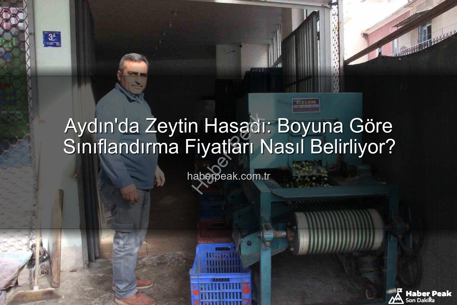 Aydın zeytin hasadı - Aydın'da Zeytin Hasadı: Boyuna Göre Sınıflandırma Fiyatları Nasıl Belirliyor?
