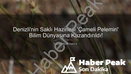 Denizli’nin Saklı Hazinesi ‘Çameli Pelemiri’ Bilim Dünyasına Kazandırıldı!