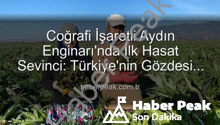 Coğrafi İşaretli Aydın Enginarı’nda İlk Hasat Sevinci: Türkiye’nin Gözdesi Tarlada!
