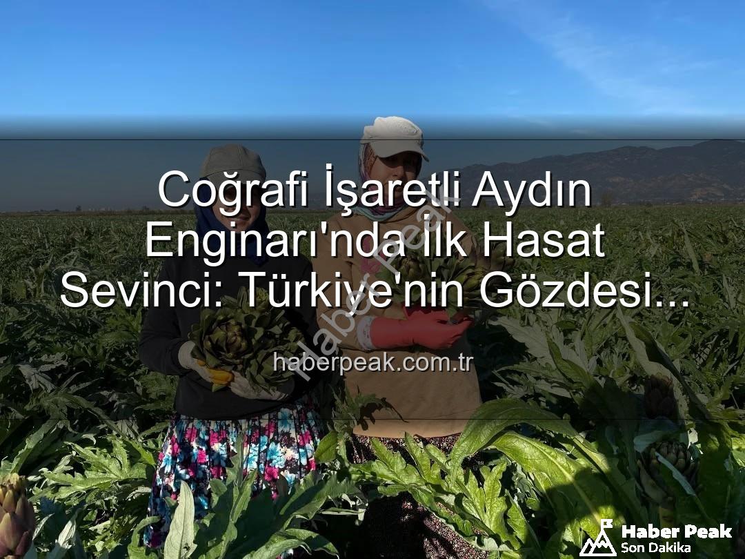 Aydın Enginarı - Coğrafi İşaretli Aydın Enginarı'nda İlk Hasat Sevinci: Türkiye'nin Gözdesi Tarlada!