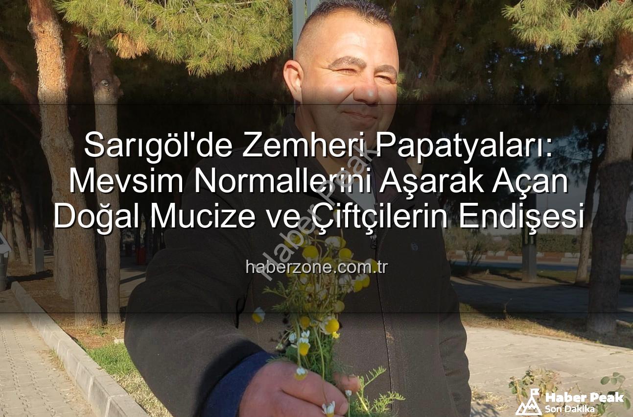 Sarıgöl'de Kış Ortasında Papatya Sürprizi: Zemheri Papatyaları Göz Kamaştırıyor!