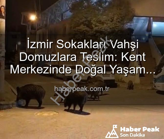 İzmir Sokakları Vahşi Domuzlara Teslim: Kent Merkezinde Doğal Yaşam Paniği